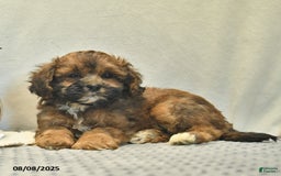 Shihpoo dogs for sale: Alex - Image 4