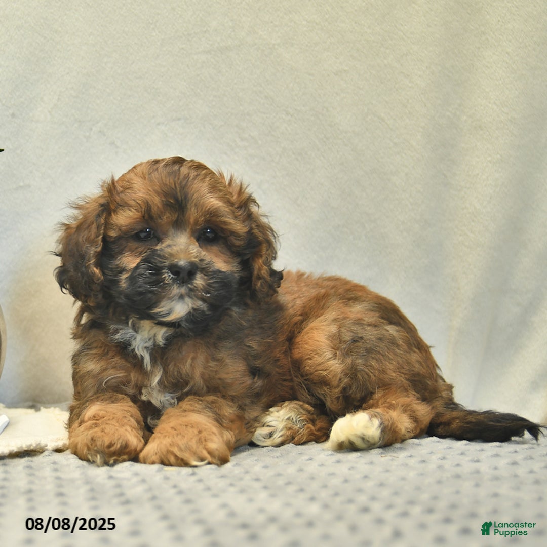 Shihpoo dogs for sale: Alex - Image 4