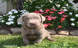 Labrador Retriever dogs for sale: Milo - Image 1