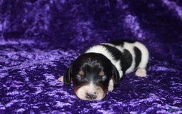 Miniature Dachshund dogs for sale: Chloe Mini - Image 19