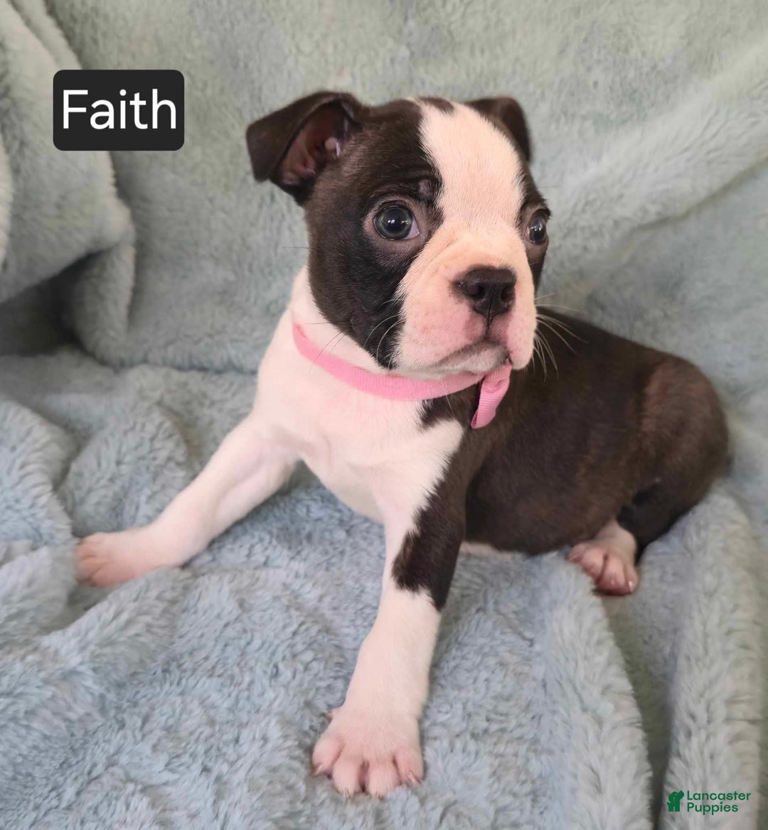 Boston Terrier dogs for sale: Faith - Image 1