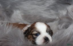 Shih Tzu dogs for sale: Anya Boy 1 - Image 1