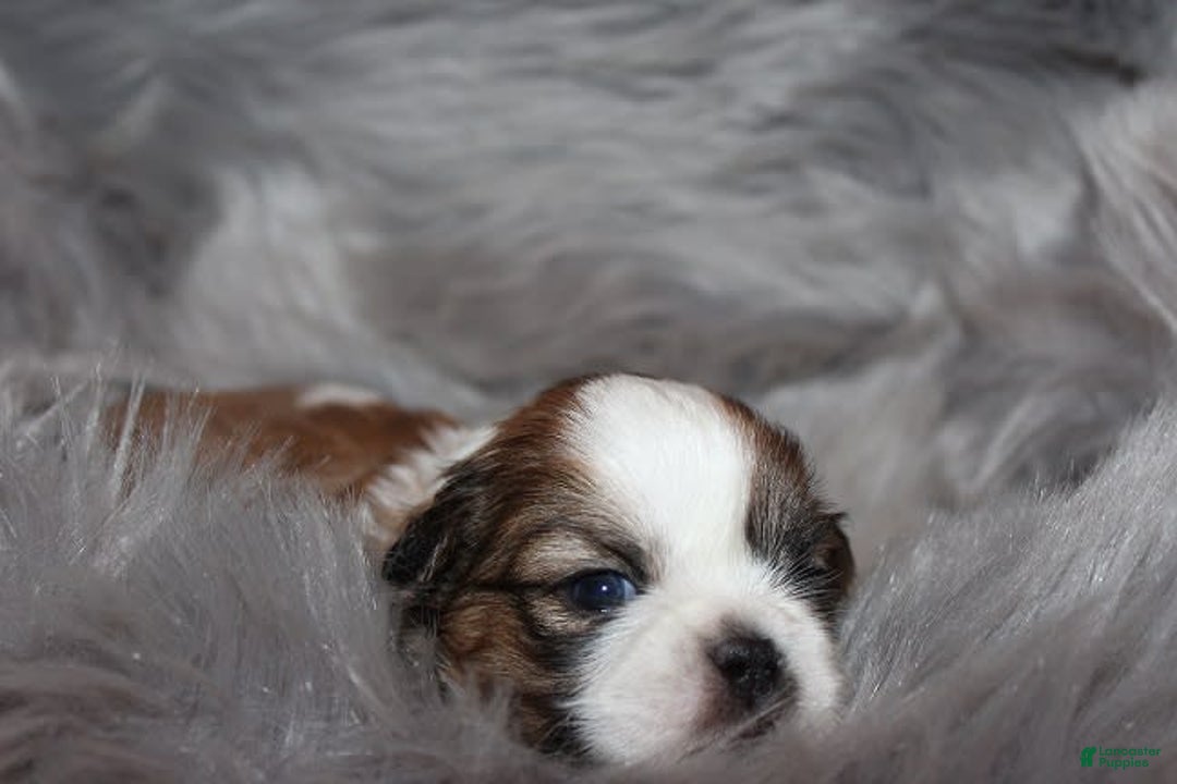 Shih Tzu dogs for sale: Anya Boy 1 - Image 1