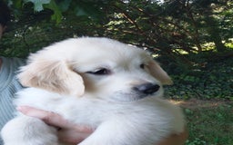 Golden Retriever dogs for sale: Poppy - Image 24