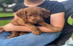  dogs for sale: Roscoe - Image 4