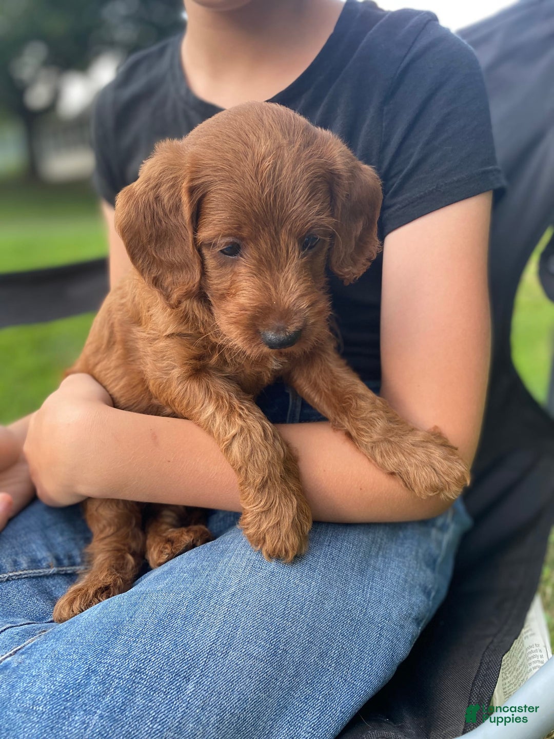  dogs for sale: Roscoe - Image 4
