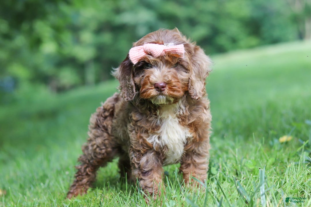 Cockapoo dogs for sale: Lila - Image 3
