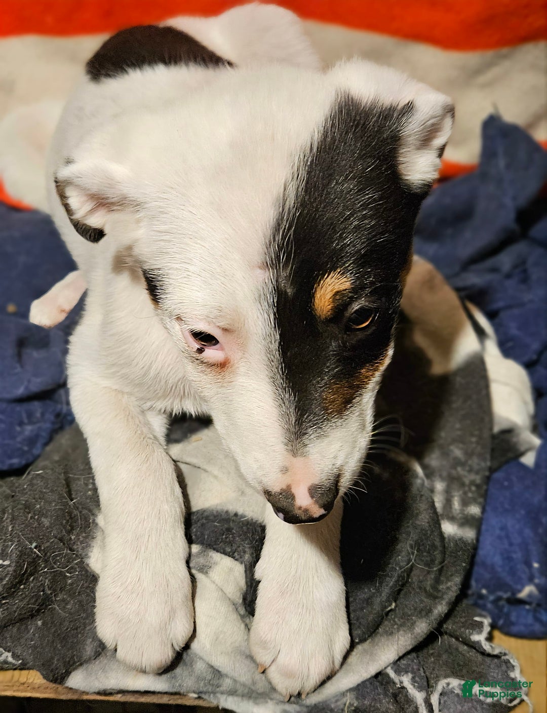 Border Collie dogs for sale: Gumbi - Image 27