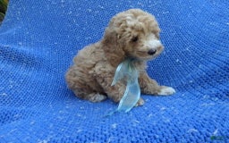 Toy Poodle dogs for sale: Jaxon - Image 1