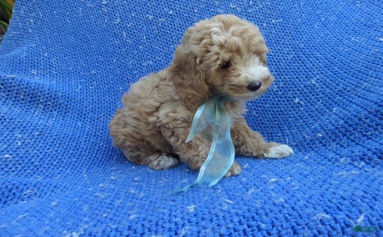 Toy Poodle dogs for sale - Ad 1