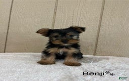 Yorkshire Terrier dogs for sale: Benji - Image 2