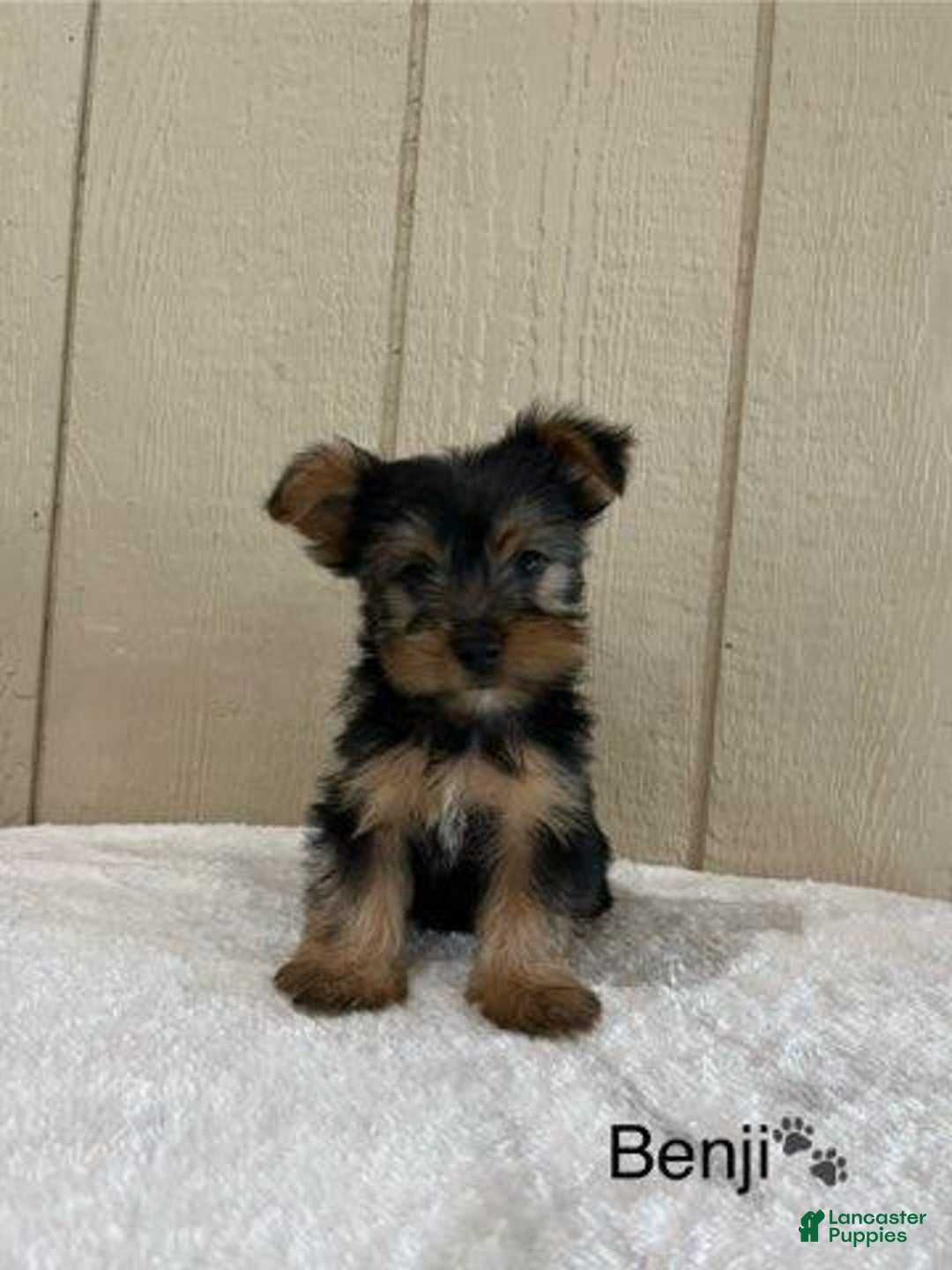 Yorkshire Terrier dogs for sale: Benji - Image 2