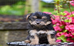 Morkie dogs for sale: Bandit - Image 3