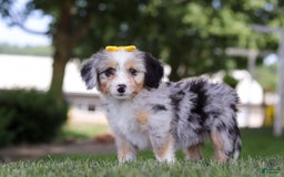 Mini Bernedoodle dogs for sale: Arya - Image 6