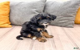 Yorkiepoo dogs for sale: Murphy - Image 3