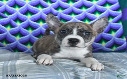 Boston Terrier dogs for sale: Blitzen - Image 3