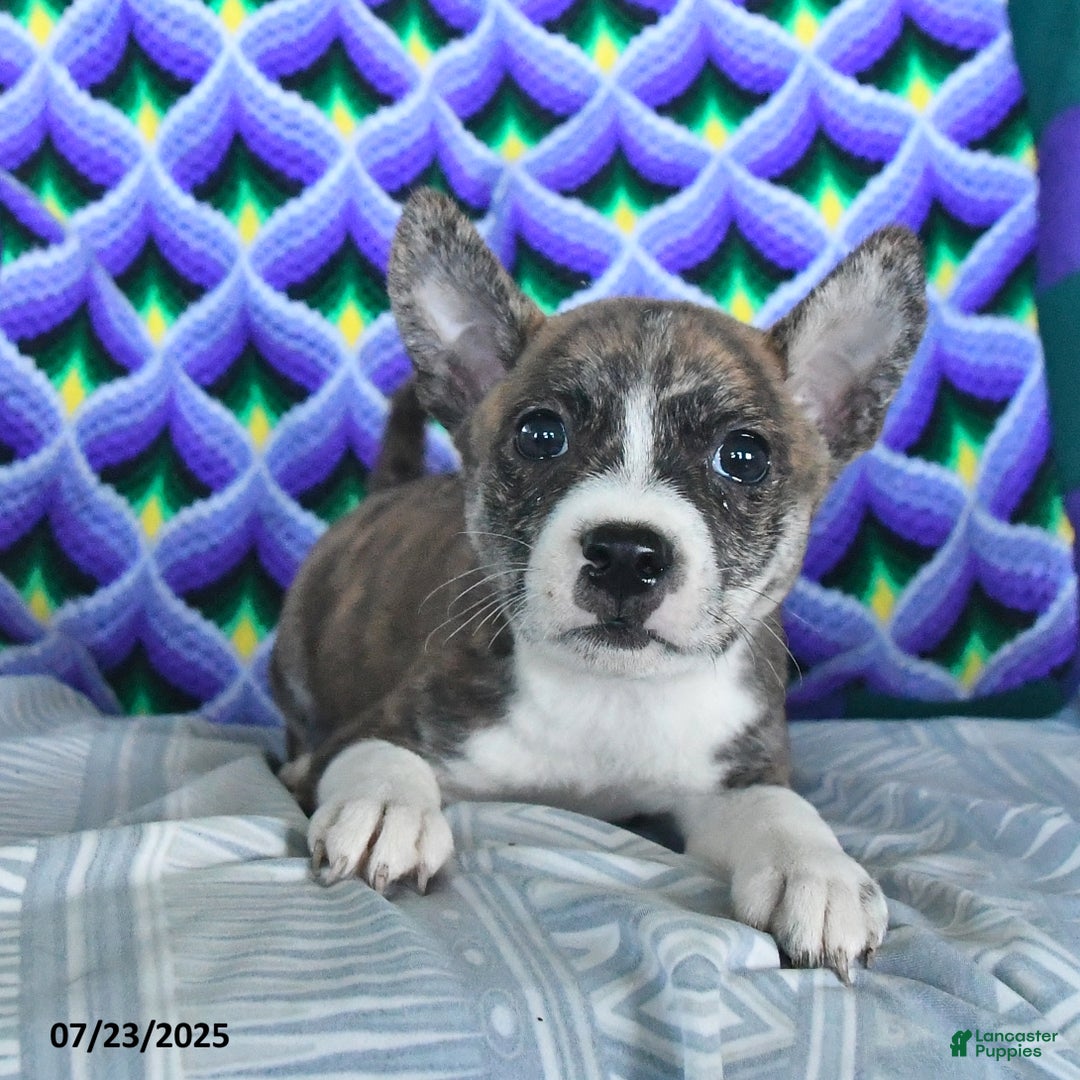 Boston Terrier dogs for sale: Blitzen - Image 3