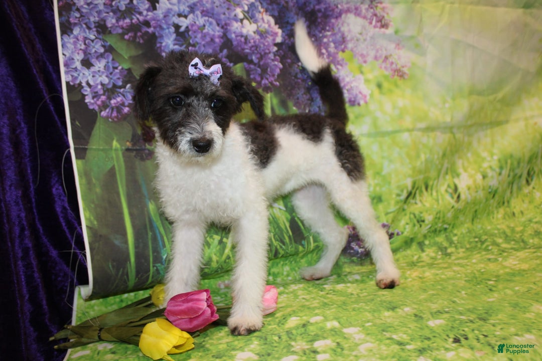  dogs for sale: Lacey - Image 5