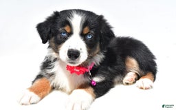 Australian Shepherd dogs for sale: Kate - Image 6