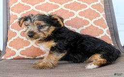 Yorkshire Terrier dogs for sale: Grady - Image 5