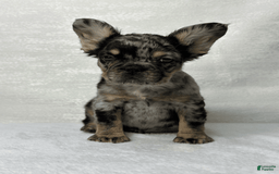 French Bulldog dogs for sale: Ruby - Image 5
