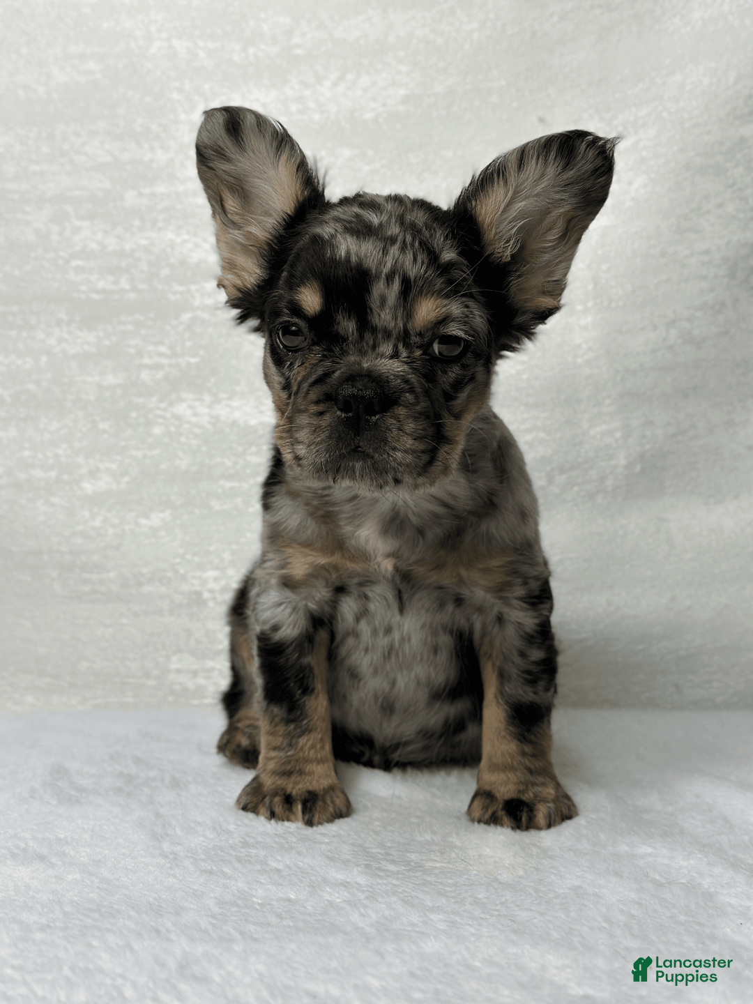 French Bulldog dogs for sale: Ruby - Image 5