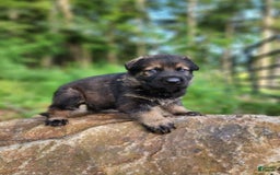 German Shepherd dogs for sale: Karma - Image 9