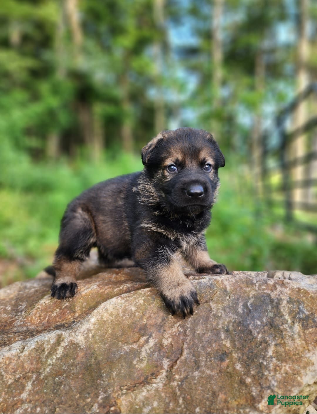 German Shepherd dogs for sale: Karma - Image 9