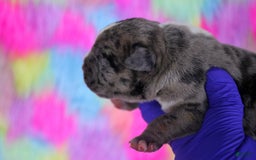 American Bully dogs for sale: Black Brindle Merle Male - Image 15