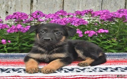 German Shepherd dogs for sale: Angie - Image 2