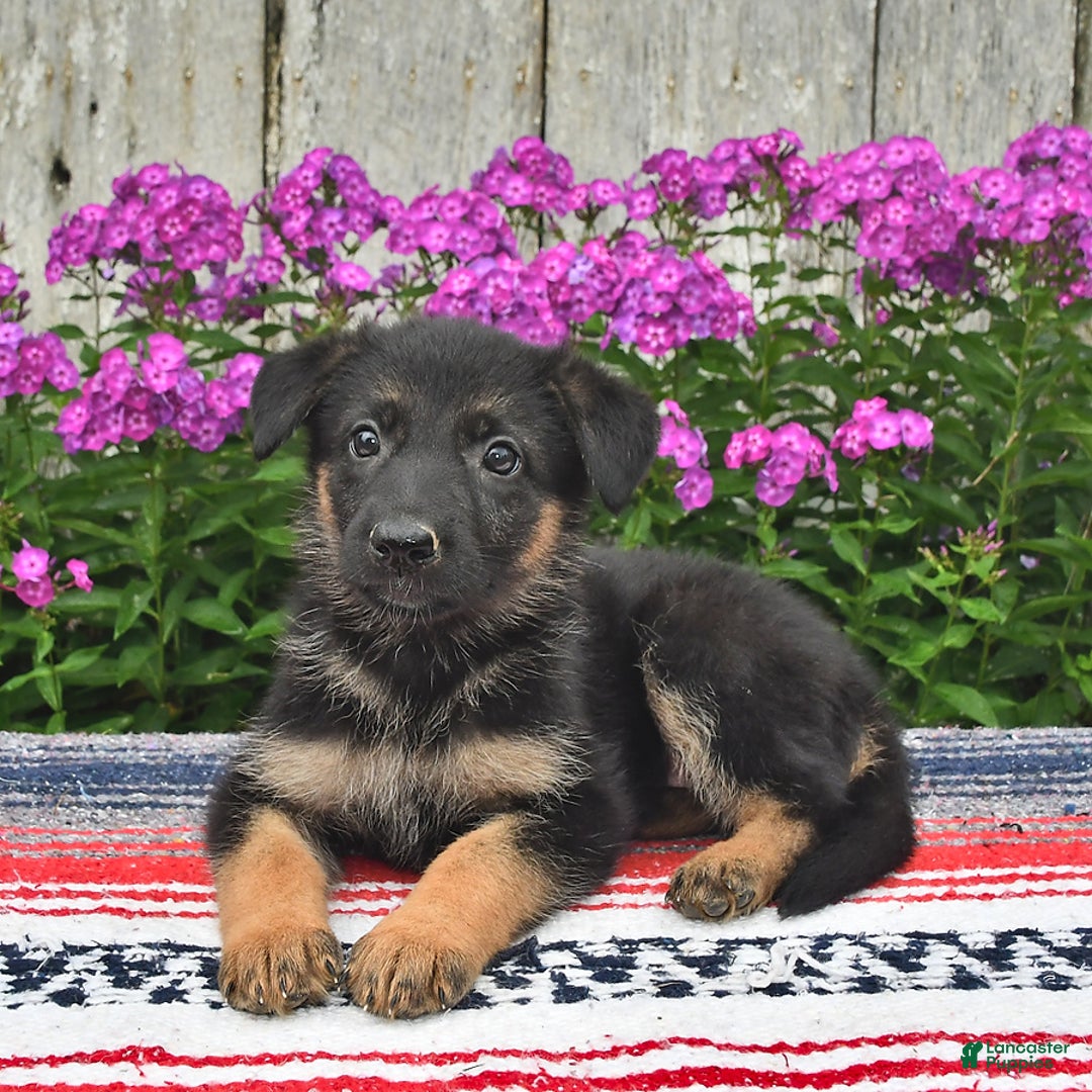 German Shepherd dogs for sale: Angie - Image 2