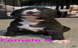 American Bully dogs for sale: Knight - Image 1