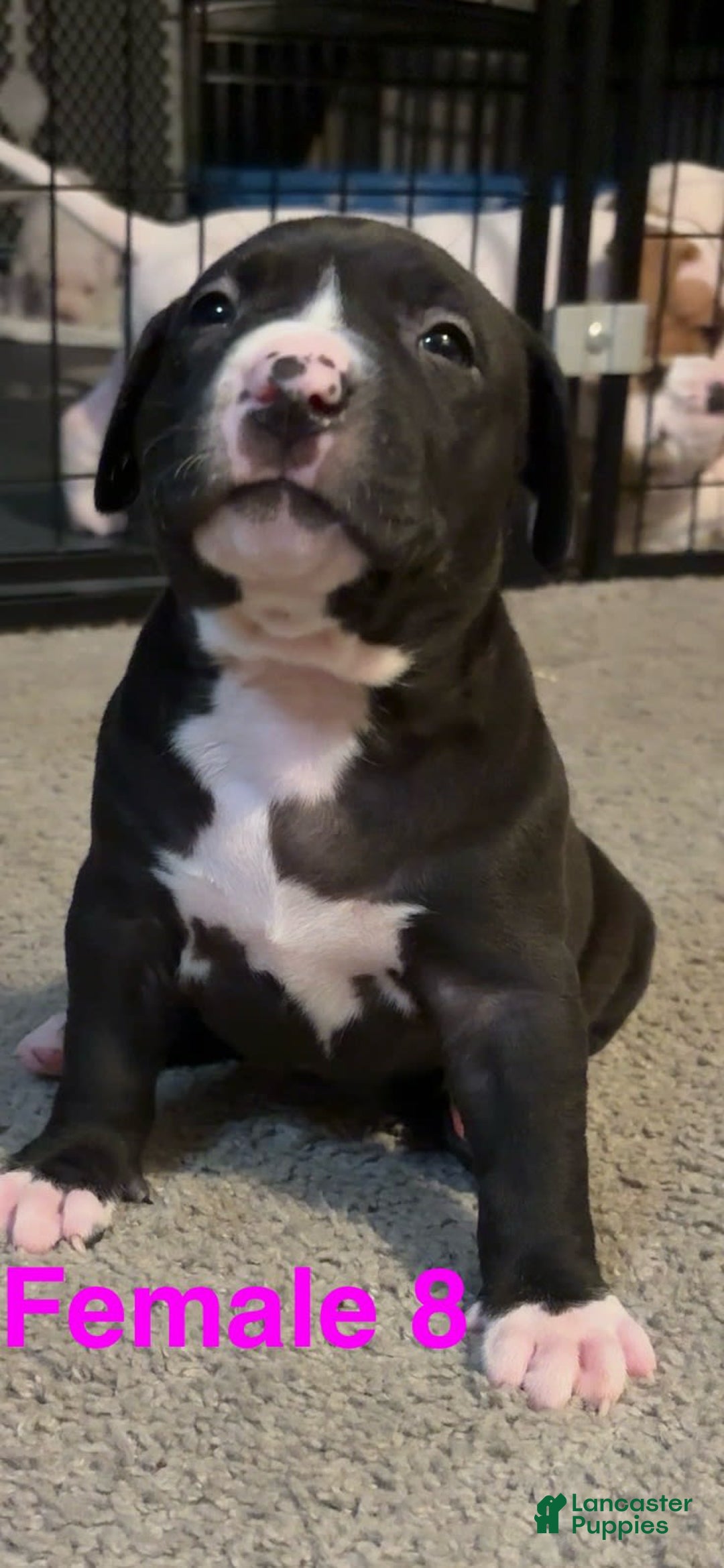 American Bully dogs for sale: Knight - Image 1
