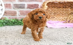 Miniature Poodle dogs for sale: Glamour - Image 9