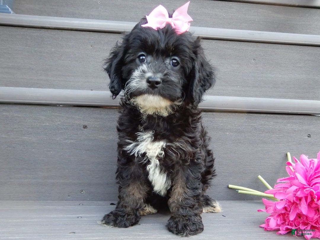 Cockapoo dogs for sale: Dolly - Image 8