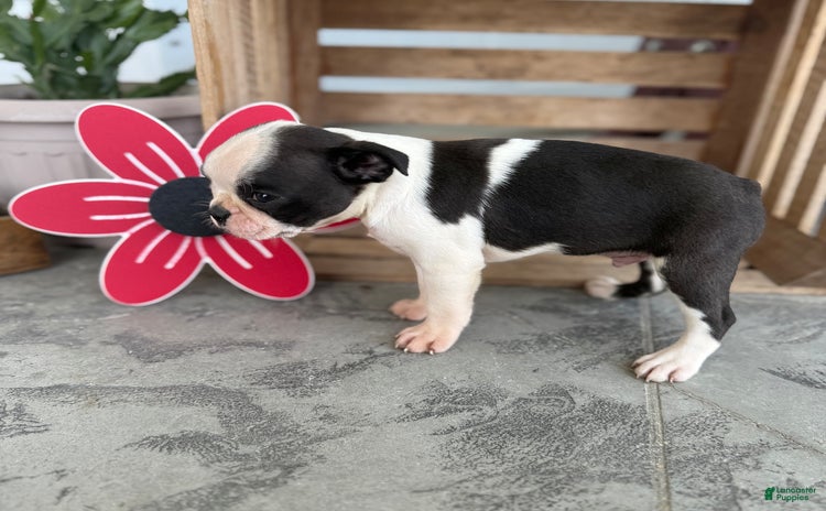 Boston Terrier dogs for sale - Ad 3