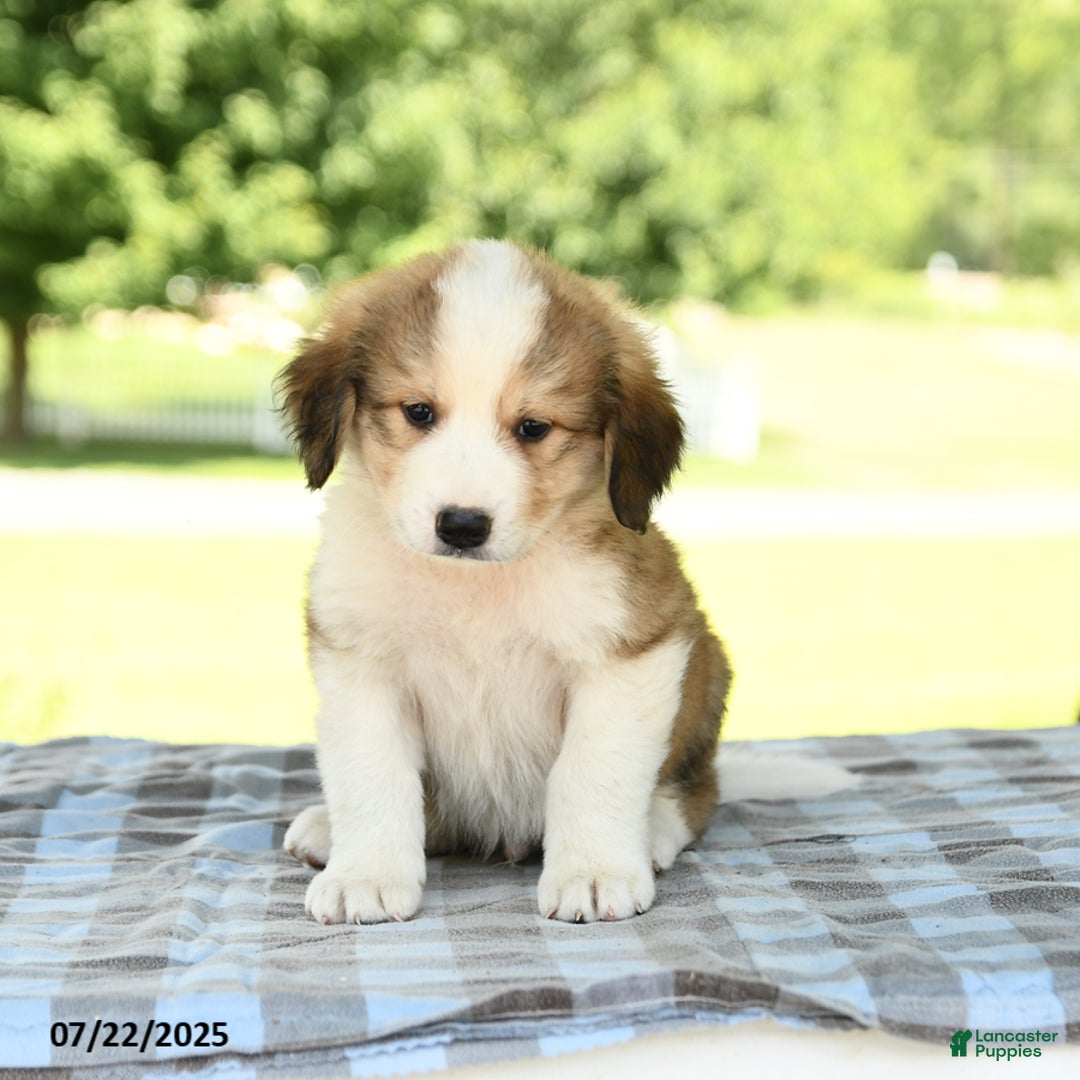Great Pyrenees dogs for sale: Leroy - Image 2