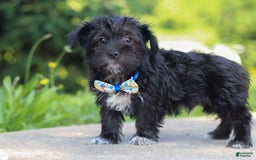 Morkie dogs for sale: Cooper - Image 1
