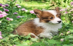 Welsh Corgi Pembroke dogs for sale: Teeka Fluffy - Image 11