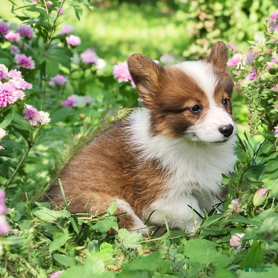 Welsh Corgi Pembroke dogs for sale: Teeka Fluffy - Image 11