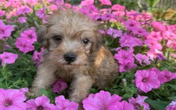 Schnoodle dogs for sale: Irene - Image 2