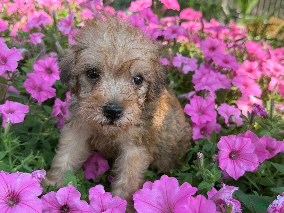 Schnoodle dogs for sale: Irene - Image 2