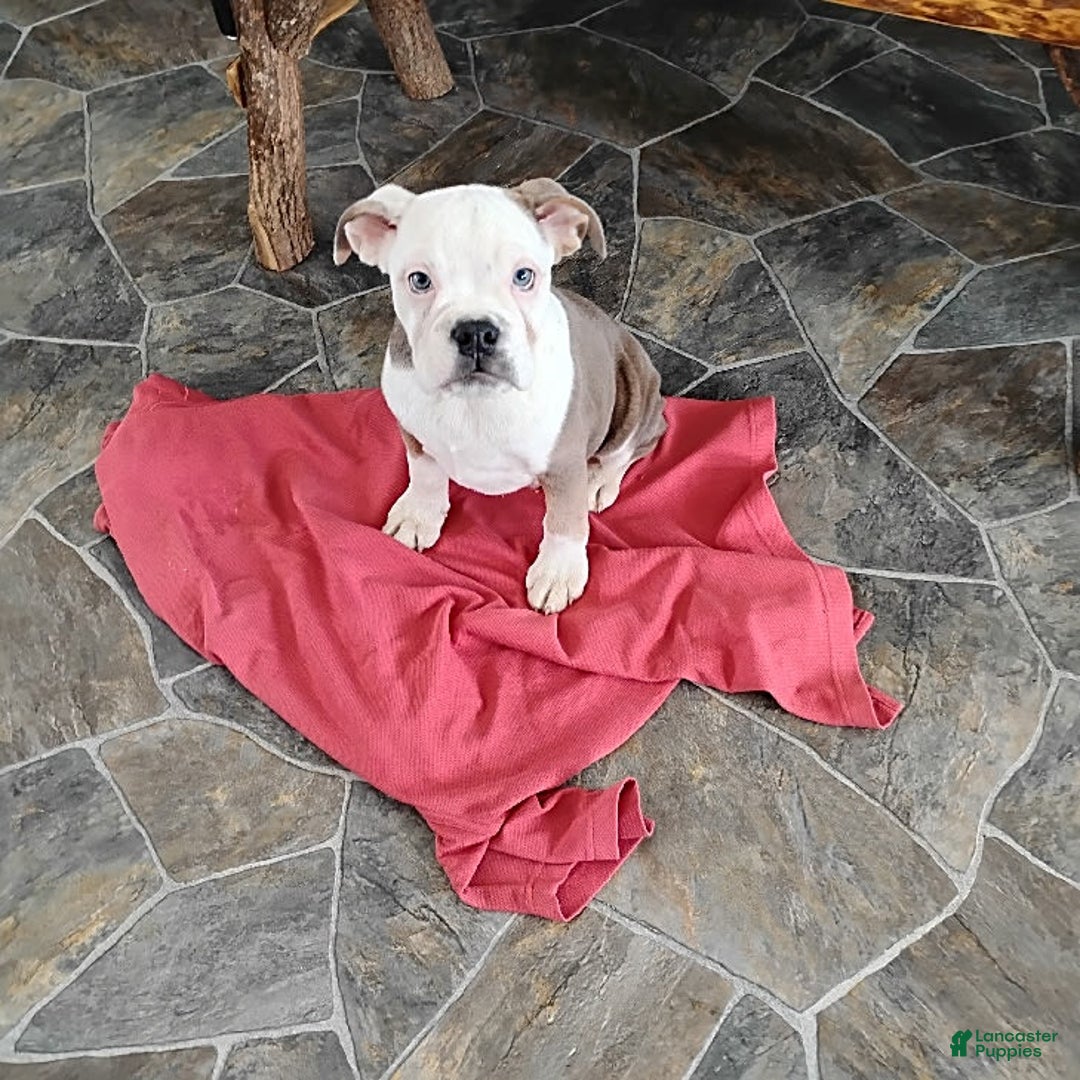 Boston Terrier dogs for sale: Porky - Image 4