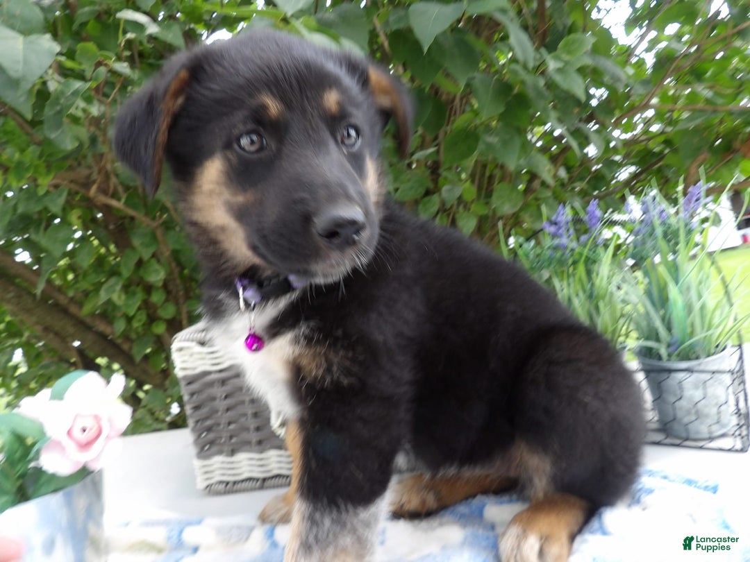 German Shepherd dogs for sale: Mika - Image 2