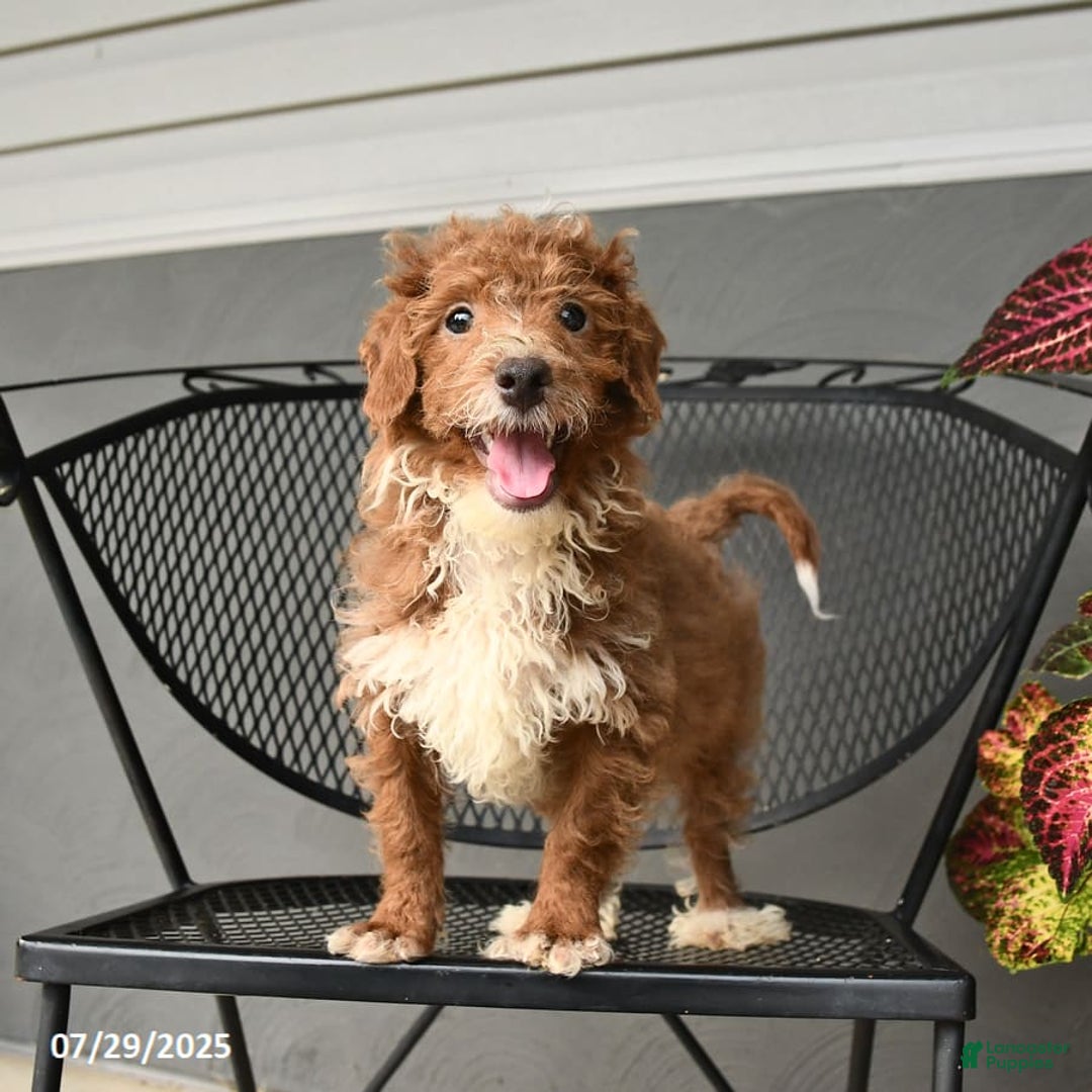 Mini Goldendoodle dogs for sale: Lilac - Image 15