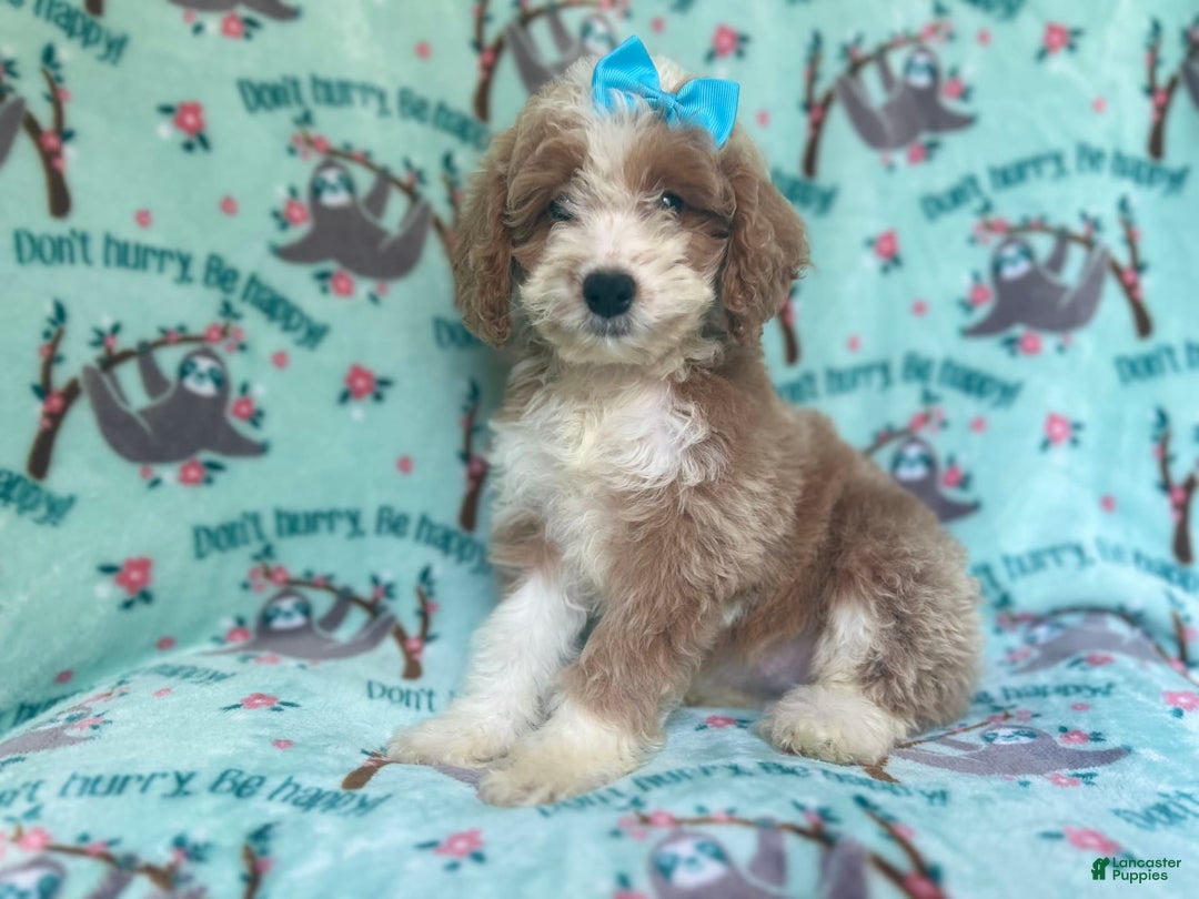 Cockapoo dogs for sale: Buttercup - Image 9