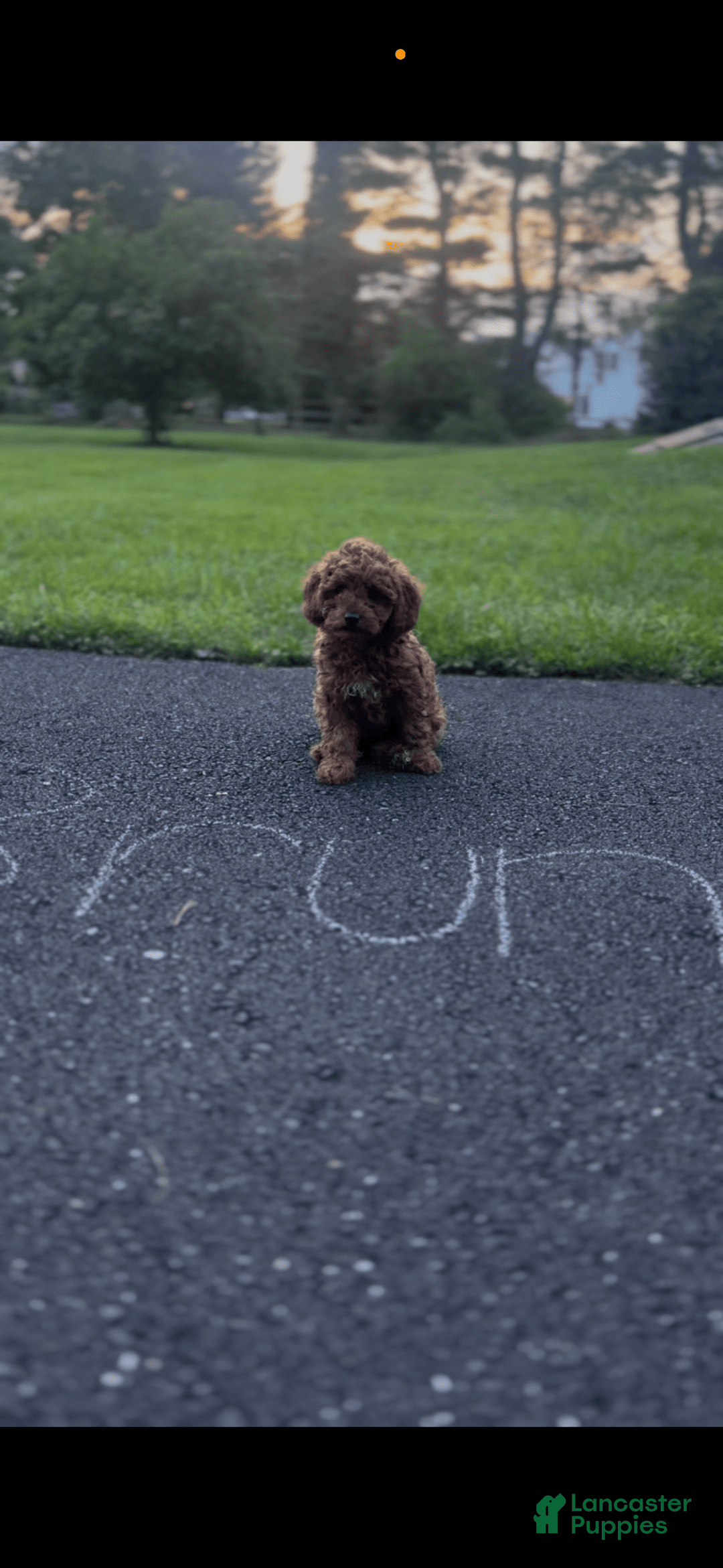 Cockapoo dogs for sale: Bruno - Image 2