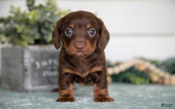 Miniature Dachshund dogs for sale: Pumpkin - Image 2