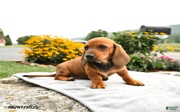 Miniature Dachshund dogs for sale: Champ - Image 2