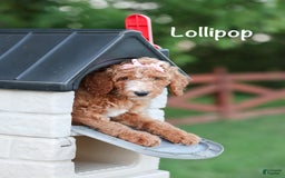 Standard Poodle dogs for sale: Lollipop - Image 4